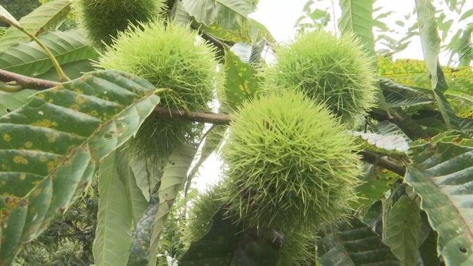 秋の味覚「栗」に異変　高騰で人気モンブラン「悲鳴」　残暑厳しく…生産者「異常、初めて」　|　BSSニュース | BSS山陰放送