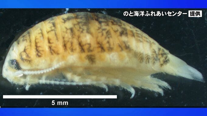 「波打ち際でチクッ！」海で経験ある人も多いはず 足にまとわりつくその正体は！？ 一時遊泳禁止の海岸も　|　石川県のニュース｜MRO北陸放送