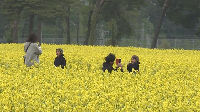 食害や少雪で85%が生育不良　東北農業研究センター恒例の菜の花一般公開中止　代替イベントを企画　盛岡市|TBS NEWS DIG