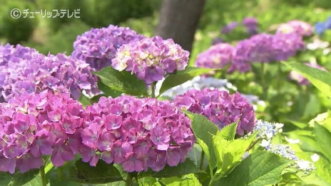 太閤山ランドのアジサイ咲き始める　富山・射水市|TBS NEWS DIG