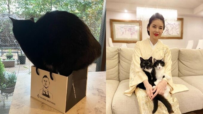 【ねこ】目覚めた野生がショッパ・フィットに挑む　藤あや子さん　愛猫「マル」に「そろそろ自分の寸法把握しようか…」|TBS NEWS DIG