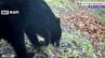 クマ出没で花見の名所にも影響が…　岩手県紫波町でクマの目撃相次ぐ　監視カメラにも姿　|　IBC NEWS | IBC岩手放送