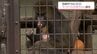 マンドリルの赤ちゃん誕生　愛らしい姿見せる　宮崎市フェニックス自然動物園　名前は今後募集予定　　|　MRTニュース ｜ ＭＲＴ宮崎放送