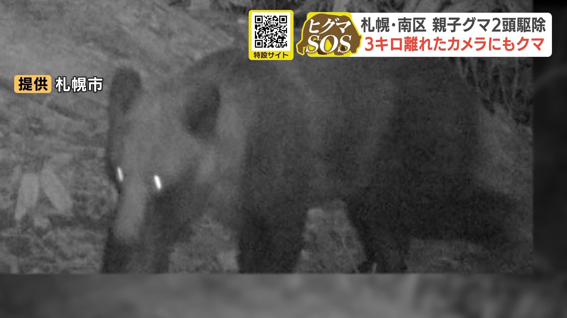 ヒグマ出没相次ぐ北海道 札幌市では2頭の親子グマを駆除 子グマは
