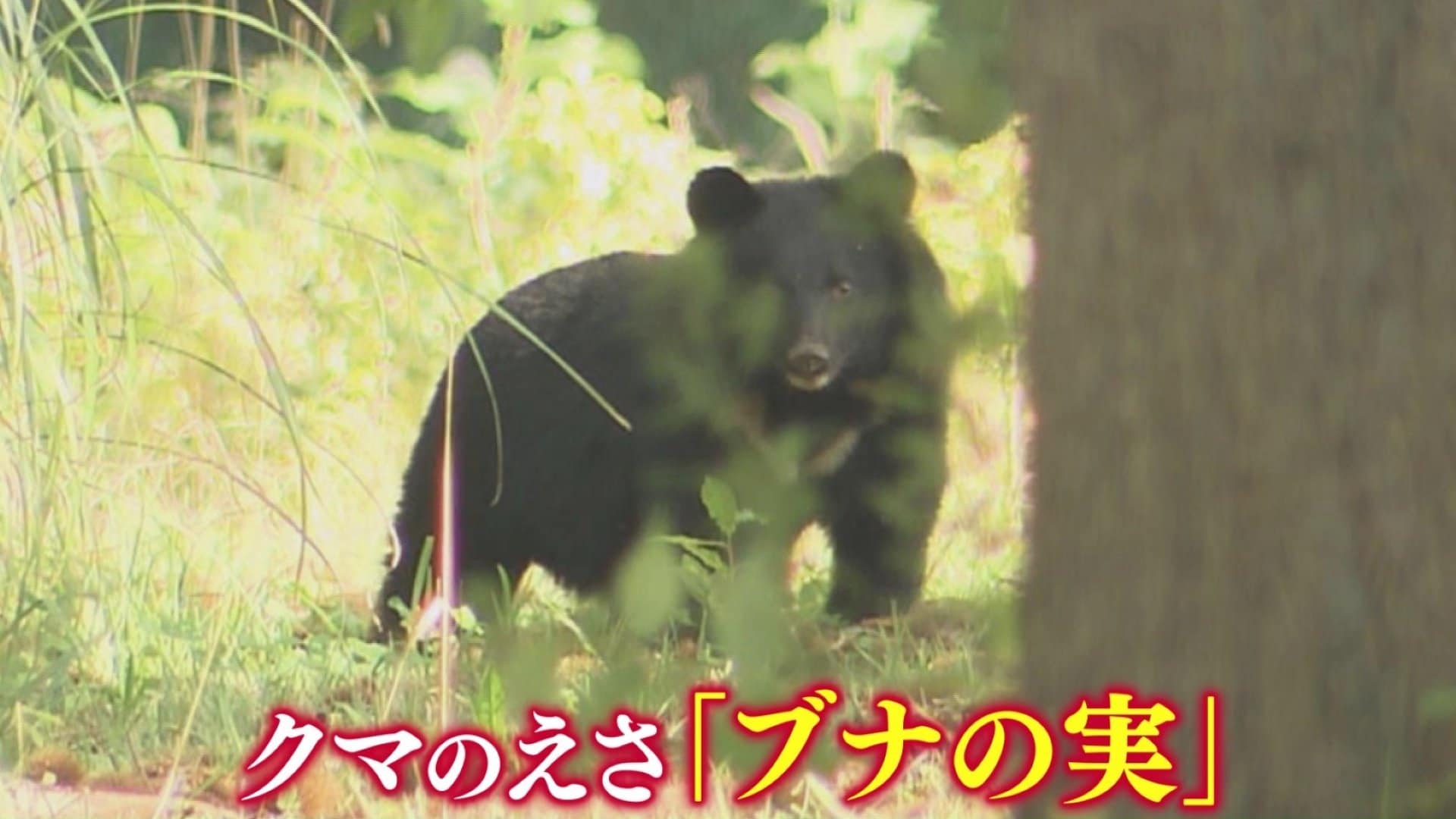 クマのえさ”「ブナの実」東北地方5県すべてで『大凶作』 青森県では2年