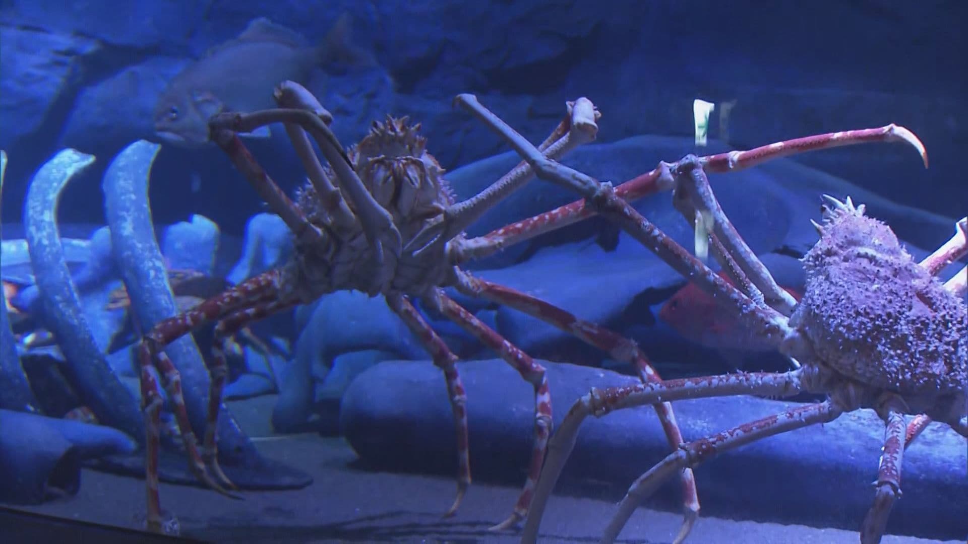 【中古】 水族館 竹島水族館｣70周年記念で7歳・70歳・77歳の人は入館料無料に ｢知ら
