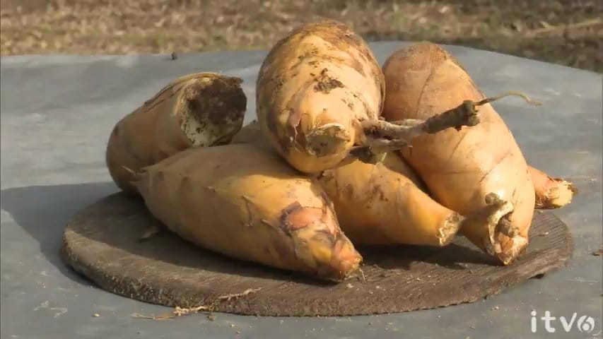 柔らかさと甘みが特徴 早掘りタケノコ収穫始まる（愛媛・宇和島市三間