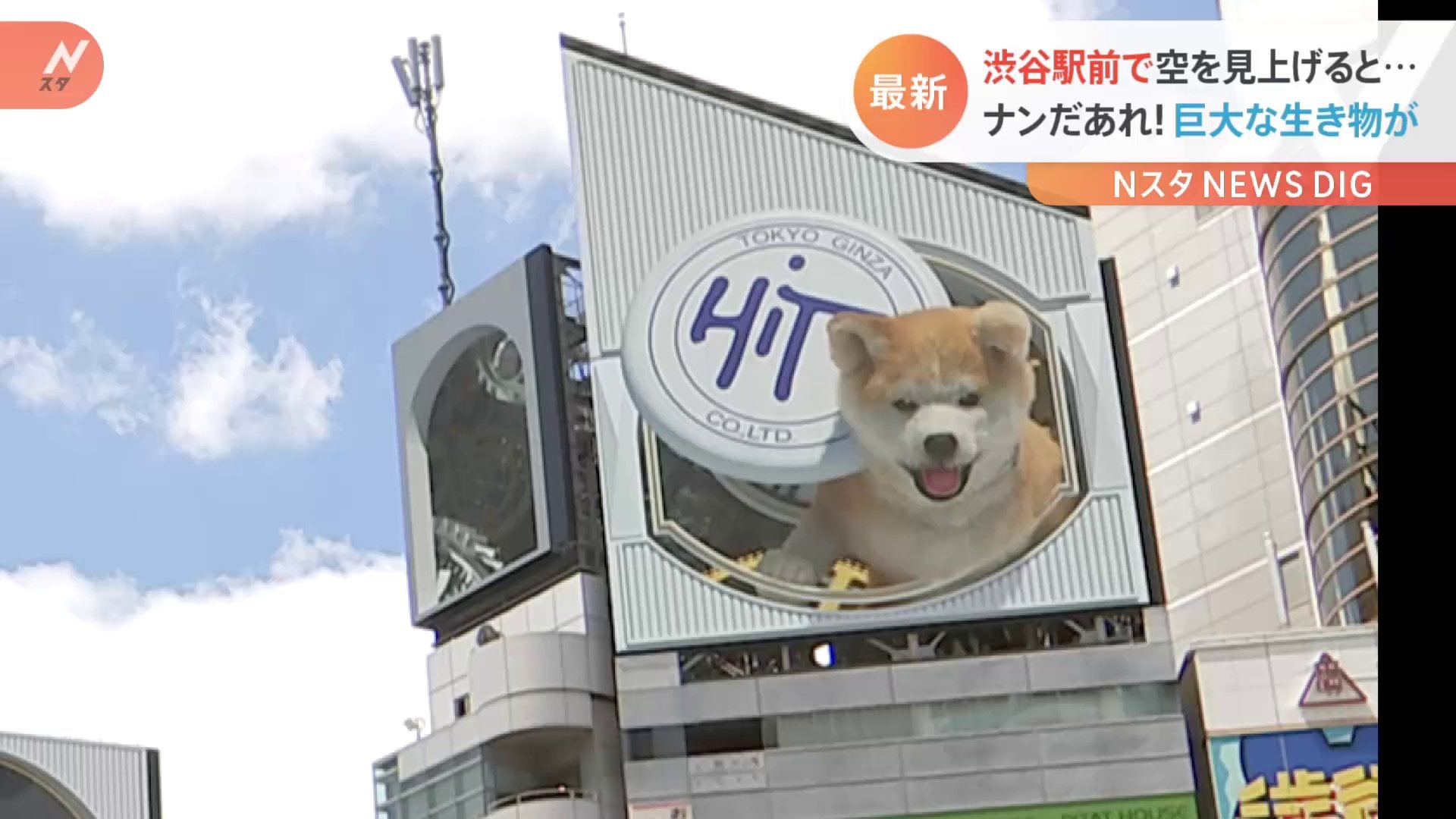 渋谷の空を見上げると 飛び出す秋田犬 あの犬にそっくり フライングディスクも見事にキャッチ Tbs News Dig