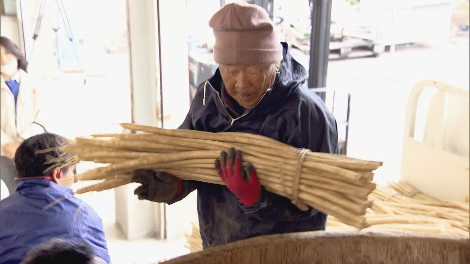 守口だいこんの漬け込み作業が始まる　細く長いのが特長で守口漬けで知られる　樽に敷き詰めて塩漬けに