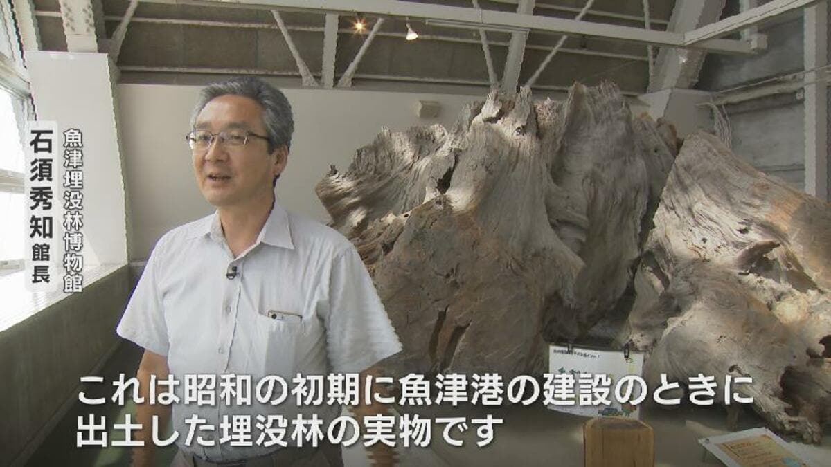2000年前の木の根が当時のまま出土…魚津埋没林って何？なぜ腐らない