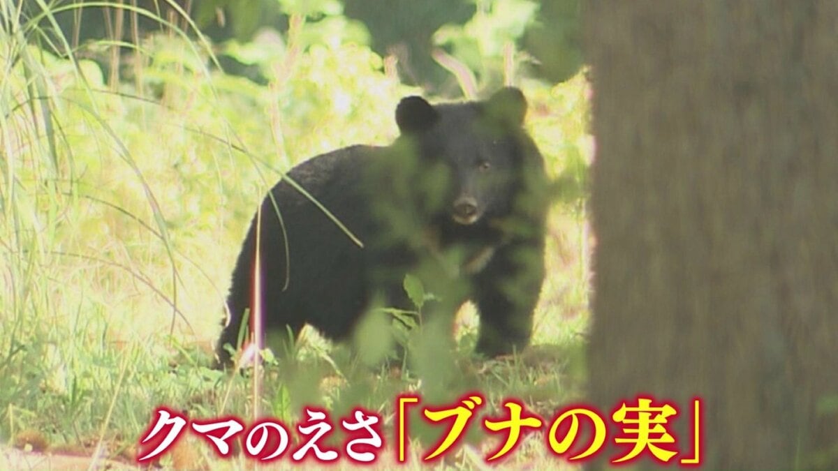 クマのえさ”「ブナの実」東北地方5県すべてで『大凶作』 青森県では2年