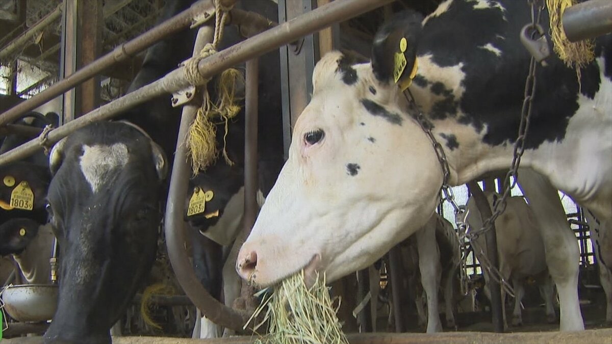 このままでは農家を辞めてしまう若手も 飼料の高騰で経営が圧迫 畜産