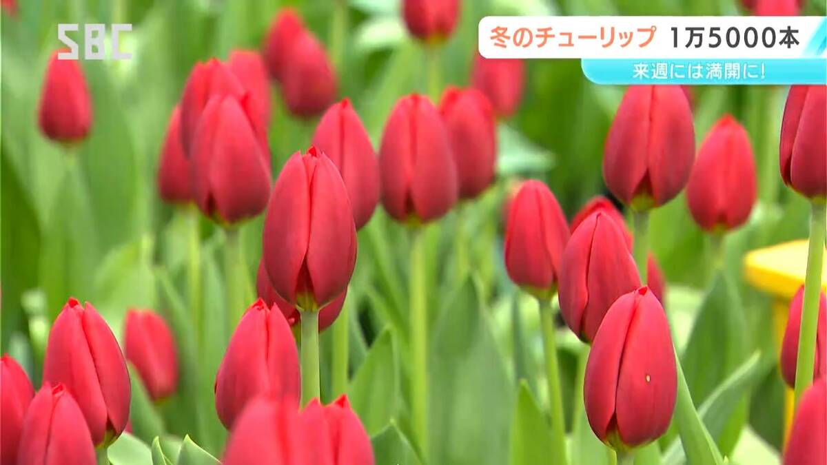 1万5000本の「アイスチューリップ」咲き始める 安曇野市の国営アルプス