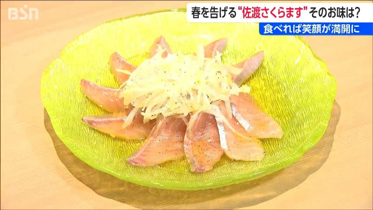 サムネイル_脂のり抜群！  “黄金の島”佐渡が育んだ高級ブランド魚　「佐渡さくらます」出荷はじまる