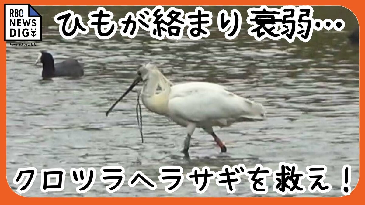 くちばしにひもが絡まった絶滅危惧種の渡り鳥、クロツラヘラサギ　救出大作戦で無事保護