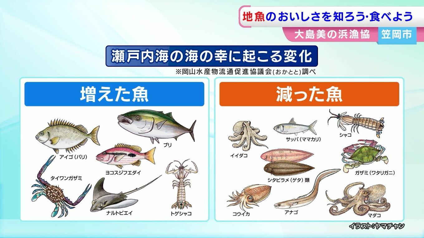 「瀬戸内の海の幸を知ろう！食べよう！」瀬戸内海で獲れる魚も変化 シャコやママカリが減少傾向に | TBS NEWS DIG (2ページ)