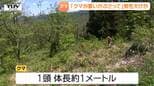【現場動画】クマが穴から出て覆いかぶさり...朝日町で70歳男性がクマに襲われる　頬の骨を折るなどの大ケガ　男性は山菜採りで山に入る（山形）　|TBS NEWS DIG