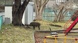 住宅街の公園に居座ったイノシシ　捕獲後に駆除される　近くには山形県庁も　|　山形のニュース│TUYテレビユー山形
