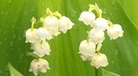 散策しながら可憐な花を…初夏の花「スズラン」見ごろ…長野・富士見町の入笠山「きれいで、すごくかわいい…」|TBS NEWS DIG