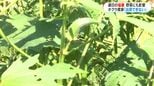 「晴れ続きだか雨がほしい」北薩でも厳しい暑さ　野菜や牛への対策|TBS NEWS DIG