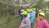 「家族みんなで食べたい」魚津市特産の「加積りんご」が収穫の時期 地元の小学生がリンゴの収穫を体験 富山|TBS NEWS DIG