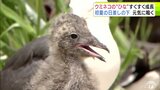 夏のような陽気に誘われて… 青空のもとウミネコの『ひな』すくすく成長 ふわふわのこげ茶色の毛に覆われ 青森県八戸市「蕪島」|TBS NEWS DIG