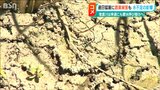 「我々ができることを探している状態」信濃川も半分ほどの水量に…猛暑と水不足でコシヒカリは 農家の苦悩|TBS NEWS DIG
