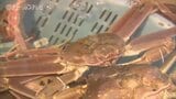 オスは3万円の高値 日本海の味覚 ズワイガニ今シーズン初競り 富山・射水市 | 富山のニュース|天気・防災|チューリップテレビ