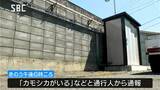 体長約1メートルの「カモシカ」が配送センターに迷い込む…麻酔銃で捕獲後山へ・JR長野駅から2キロほど | SBC NEWS | 長野のニュース | SBC信越放送