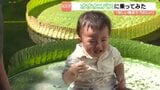 直径1m超の巨大な葉にそっと…「オオオニバス」の葉に乗る体験会 愛媛・今治市で子ども50人が満喫 | 愛媛のニュース - Nスタえひめ|あいテレビは6チャンネル