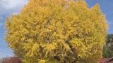 間近で見上げるとまさに圧巻！　島根県大田市　樹齢６００年以上の大イチョウ　紅葉で見頃に　|　BSSニュース | BSS山陰放送