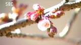 JR飯田線のローカル列車背景に「名物」カンザクラ開花宣言　見ごろは3月中旬から下旬　一方で菅平－21.4度と全国1位、上田・軽井沢など8地点で今季最低となる寒い朝　|　SBC NEWS | 長野のニュース | SBC信越放送