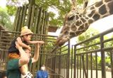 七夕の願いが叶った! 子どもたちがキリンにエサやり | 愛媛のニュース - Nスタえひめ|あいテレビは6チャンネル