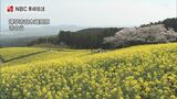 桜と菜の花のコントラスト 長崎県諫早市 白木峰高原 | 長崎のニュース | 天気 | NBC長崎放送
