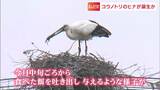 「近寄らずにそっと見守って」 まんのう町でコウノトリのつがいにヒナ誕生か 餌を与えるような行動確認【香川】|TBS NEWS DIG