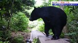 「雨が降ると遭遇のリスクは高まる」 八幡平の監視カメラ、クマの姿をとらえる クマと遭遇しないためには ビジターセンターのスタッフに聞いてみた クマ対策|TBS NEWS DIG