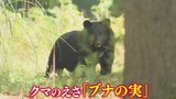 “クマのえさ”「ブナの実」東北地方5県すべてで『大凶作』　青森県では2年ぶりで2023年当時のクマの出没情報は1133件　それが今シーズンは10月末時点で2460件…【熊災】|TBS NEWS DIG