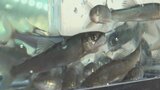 アユの稚魚400kg、およそ8万匹 6月の釣り解禁に向け出荷始まる 山梨 | 山梨のニュース | UTYテレビ山梨