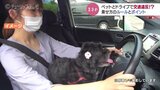 ペットをだっこして運転…その乗せ方、違反では? 警察に聞いてみると… | 富山のニュース|天気・防災|チューリップテレビ