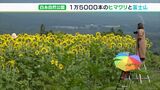 富士山バックに1万5000本のヒマワリが見ごろ　訪れた人達が雄大な自然楽しむー静岡・富士宮市|TBS NEWS DIG