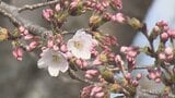 仙台のサクラ開花はあす以降に…「咲いているのは2輪」　|　宮城のニュース│tbc NEWS│tbc東北放送