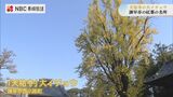 樹齢200年を超える天祐寺の大イチョウ | 長崎のニュース | 天気 | NBC長崎放送