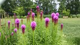 アジサイやエキナセアやリアトリスなど100種類以上の花が来園者の目を楽しませる 花とアートの森 岩手・岩手町|TBS NEWS DIG