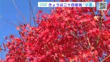 「ほっとできますね。すごくきれい」 “小春日和”の高知県三原村で紅葉見ごろ|TBS NEWS DIG