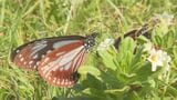 2000キロを旅するチョウ アサギマダラが姫島で一休み 700匹優雅に舞う 大分 | 大分のニュース|OBS NEWS|大分放送