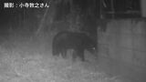 東京都でツキノワグマ狩猟が限定的に解禁へ 2027年度から|TBS NEWS DIG