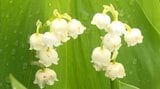 散策しながら可憐な花を…初夏の花「スズラン」見ごろ…長野・富士見町の入笠山「きれいで、すごくかわいい…」|TBS NEWS DIG