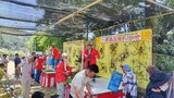 「のこった!のこった!」 夏の珍行事「コガネグモ相撲選手権」4年ぶりに開催 大分 | 大分のニュース|OBS NEWS|大分放送