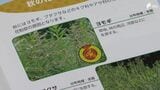 「鼻がムズムズする」暑さが続き花粉症にも変化が…最も遅い猛暑日を記録 耳鼻科医「雑草の成長も早く、患者が増えている」 | 静岡のニュース | SBSNEWS | 静岡放送