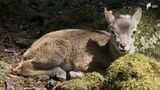 愛くるしいムフロンの赤ちゃんすくすく成長　“ヒツジの祖先”富士サファリパーク＝静岡・裾野市|TBS NEWS DIG